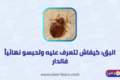 البق
