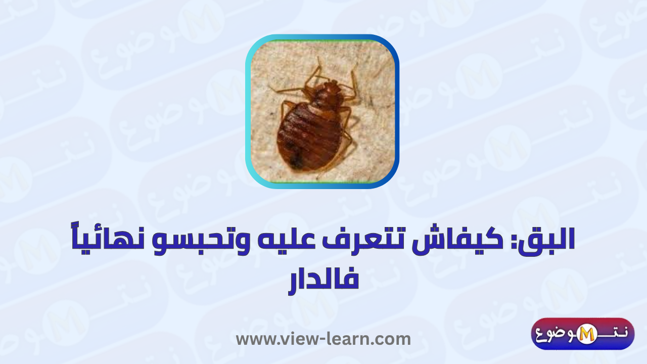 البق